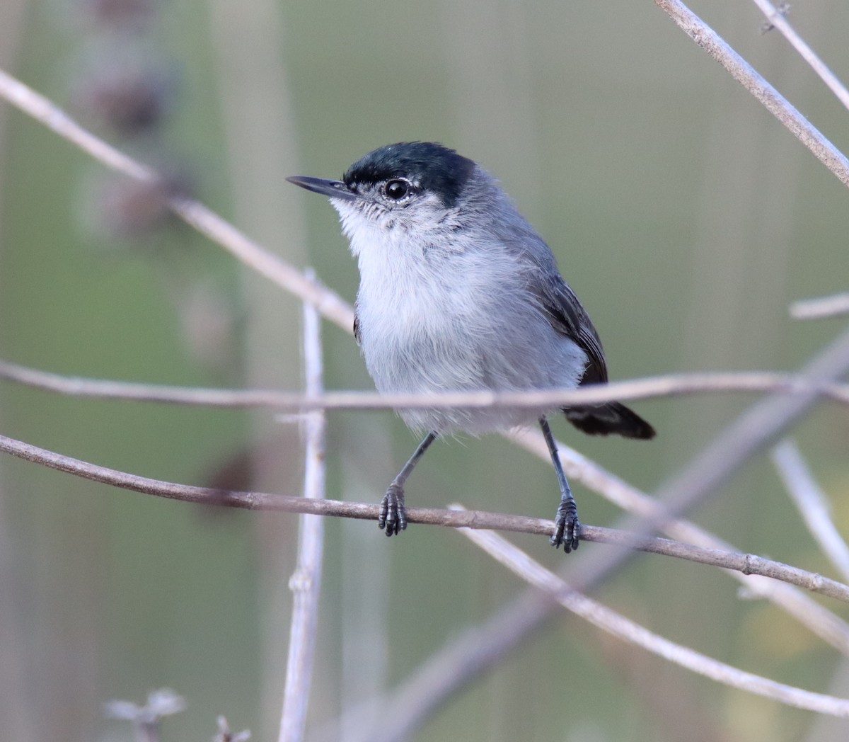 California Gnatcatcher - ML471028331