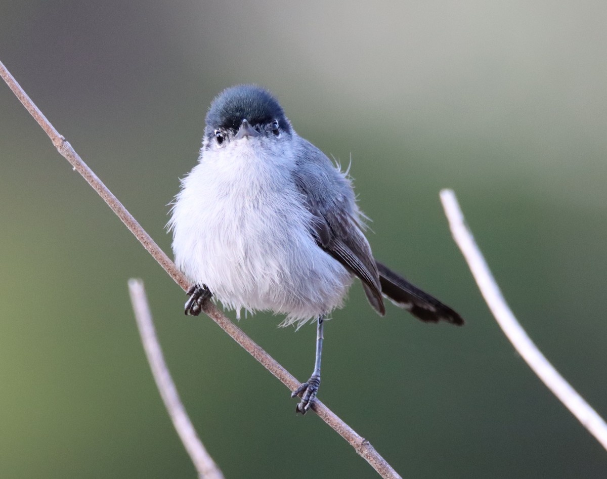 California Gnatcatcher - ML471028351