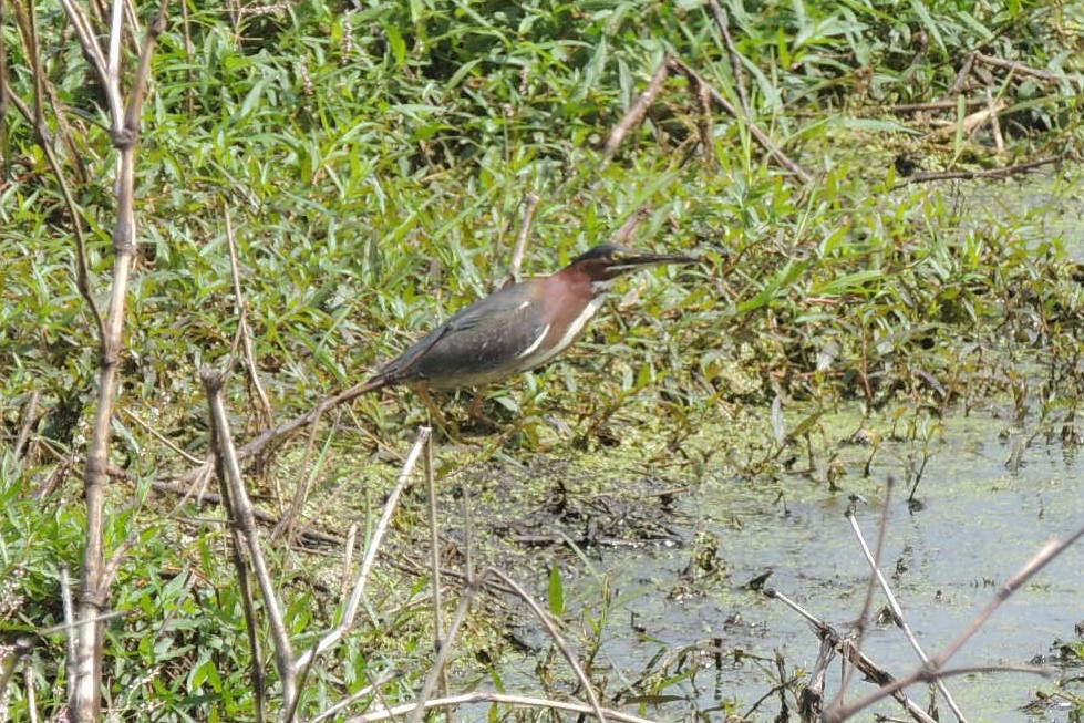 Green Heron - ML471028541