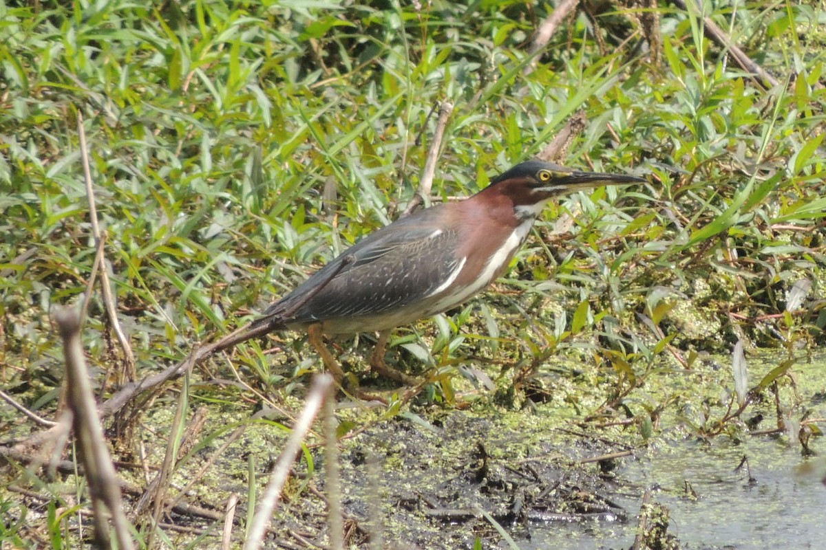 Green Heron - James Harding