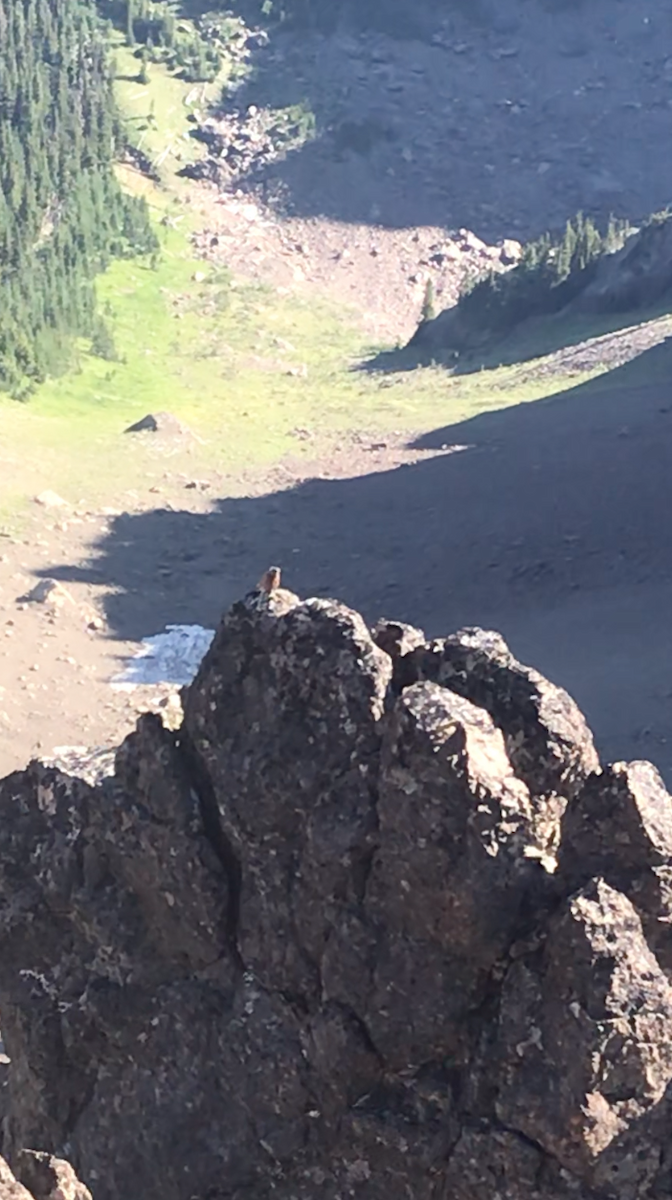 Gray-crowned Rosy-Finch - ML471028561