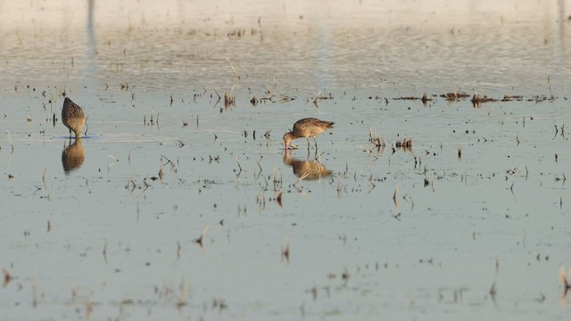 Marbled Godwit - ML471030371