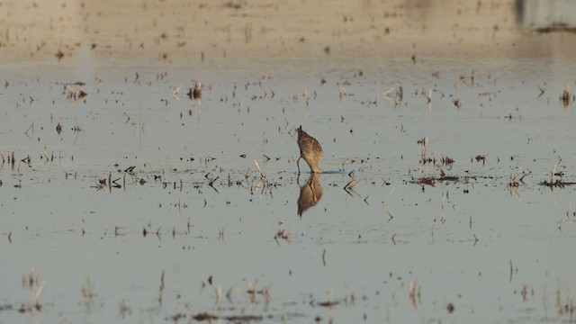 Marbled Godwit - ML471030381