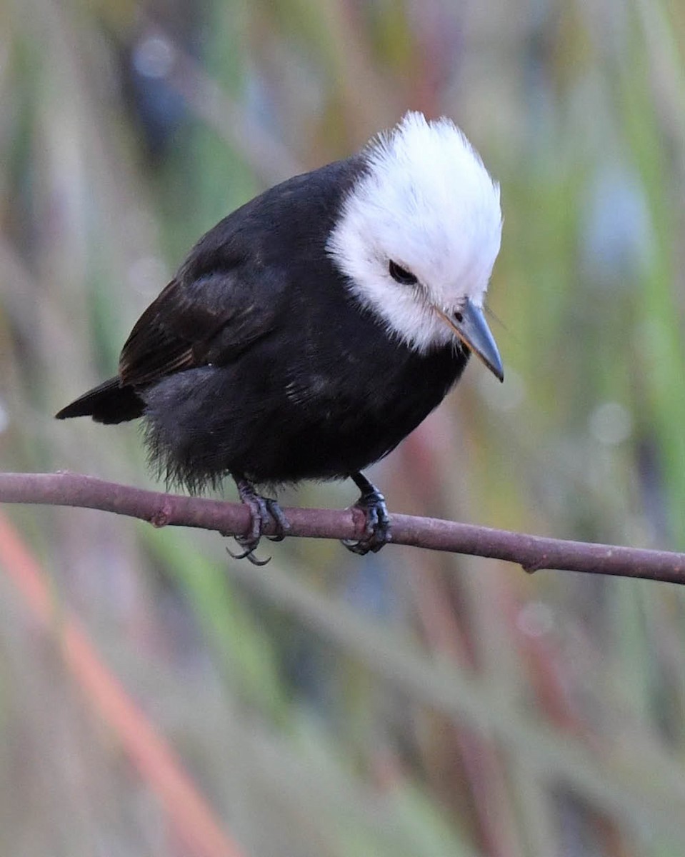 White-headed Marsh Tyrant - ML471030591