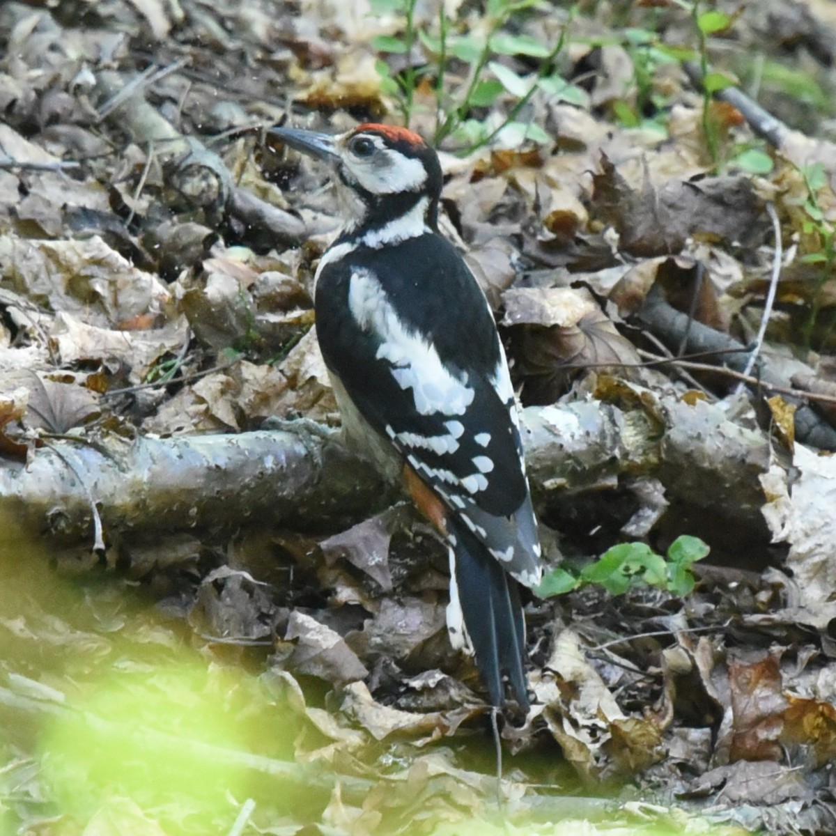 Great Spotted Woodpecker - ML471031981