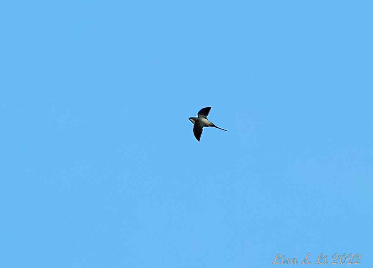 Gray-rumped Treeswift - Lisa & Li Li