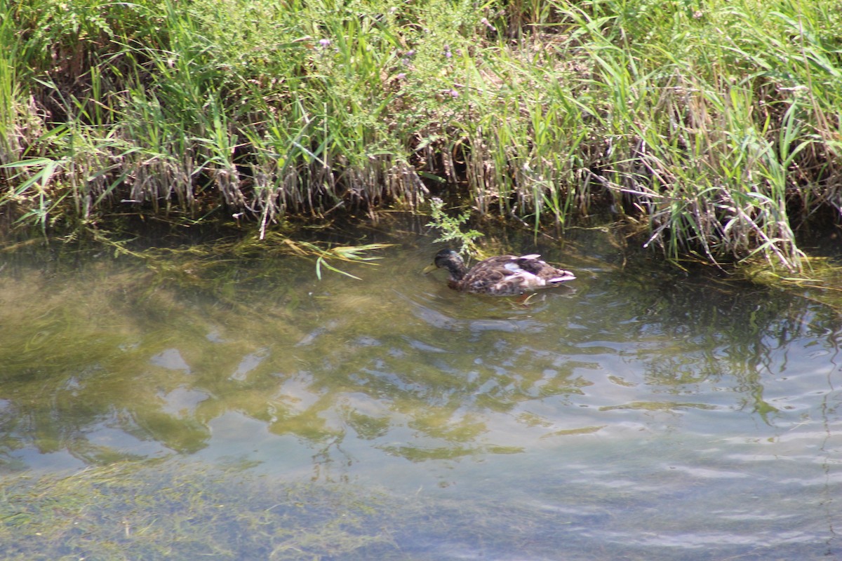 Canard colvert - ML471033251