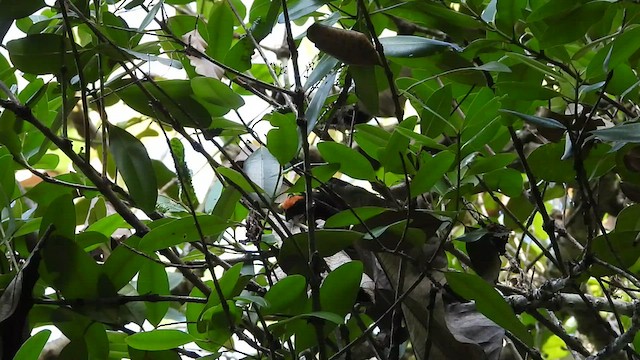 Puerto Rican Bullfinch - ML471033291