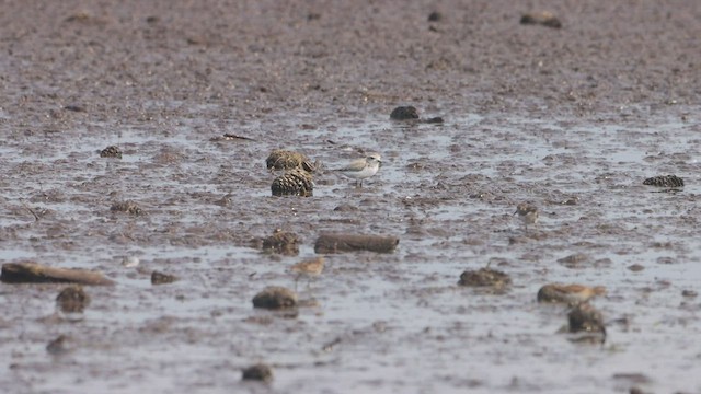 Snowy Plover - ML471033301