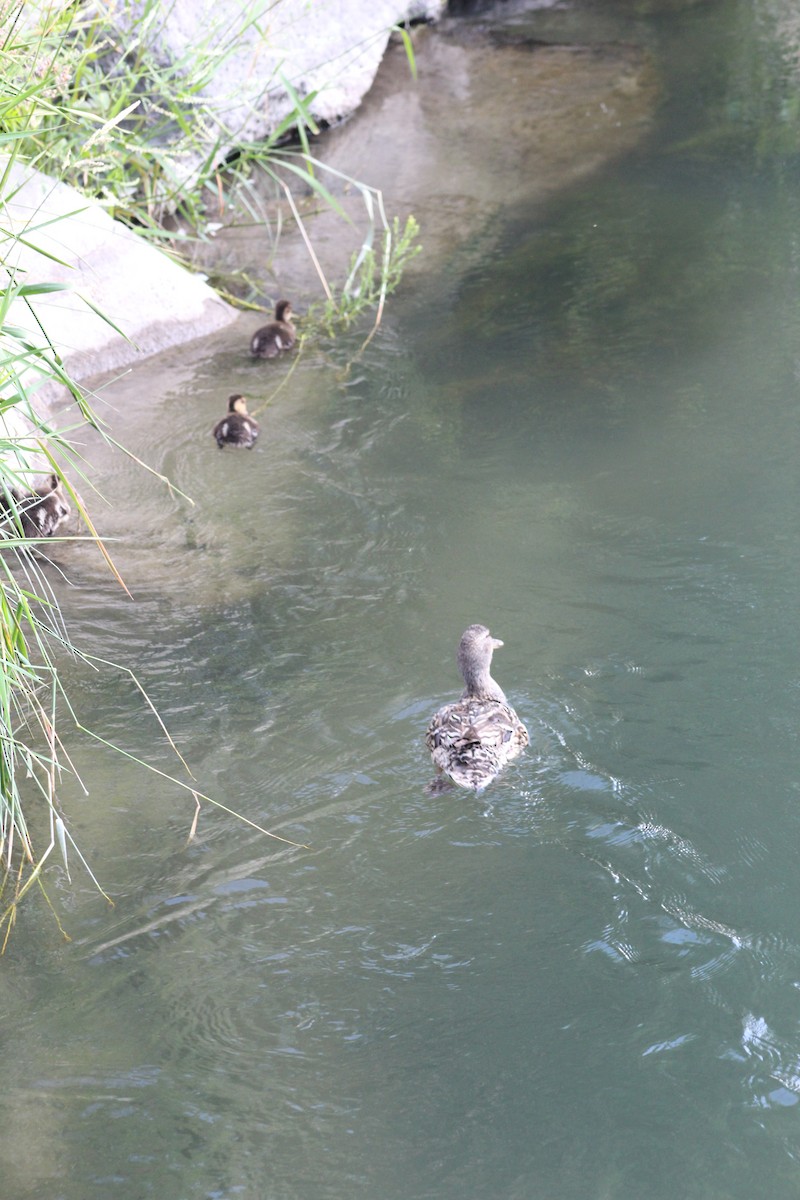 Canard colvert - ML471033411