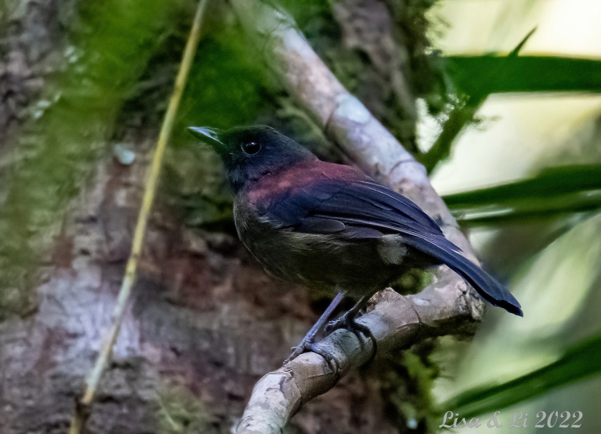 Maroon-backed Whistler - Lisa & Li Li