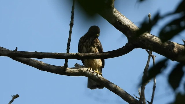 Broad-winged Hawk (Caribbean) - ML471034731