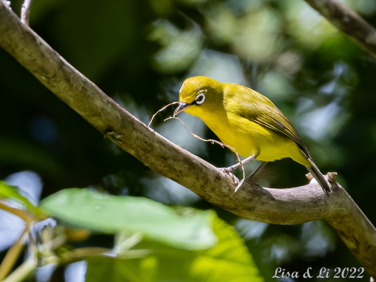 Lemon-bellied White-eye - Lisa & Li Li