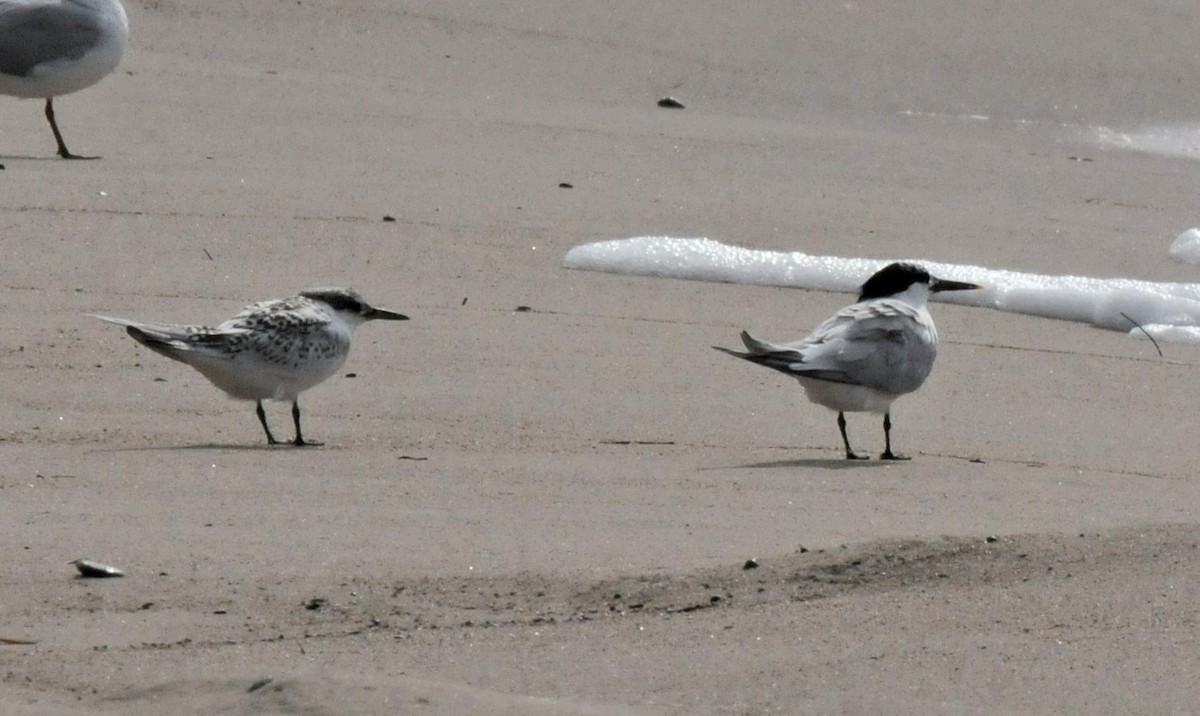 Sandwich Tern - ML471035571