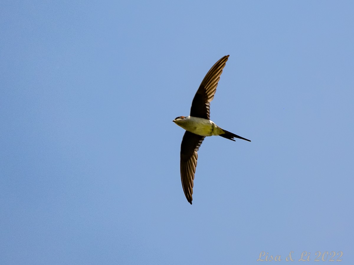 Gray-rumped Treeswift - ML471036011