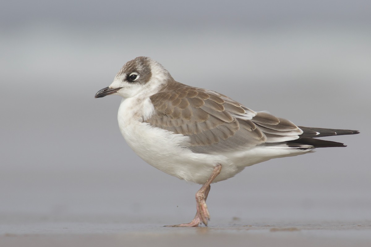 Franklin's Gull - ML471036281