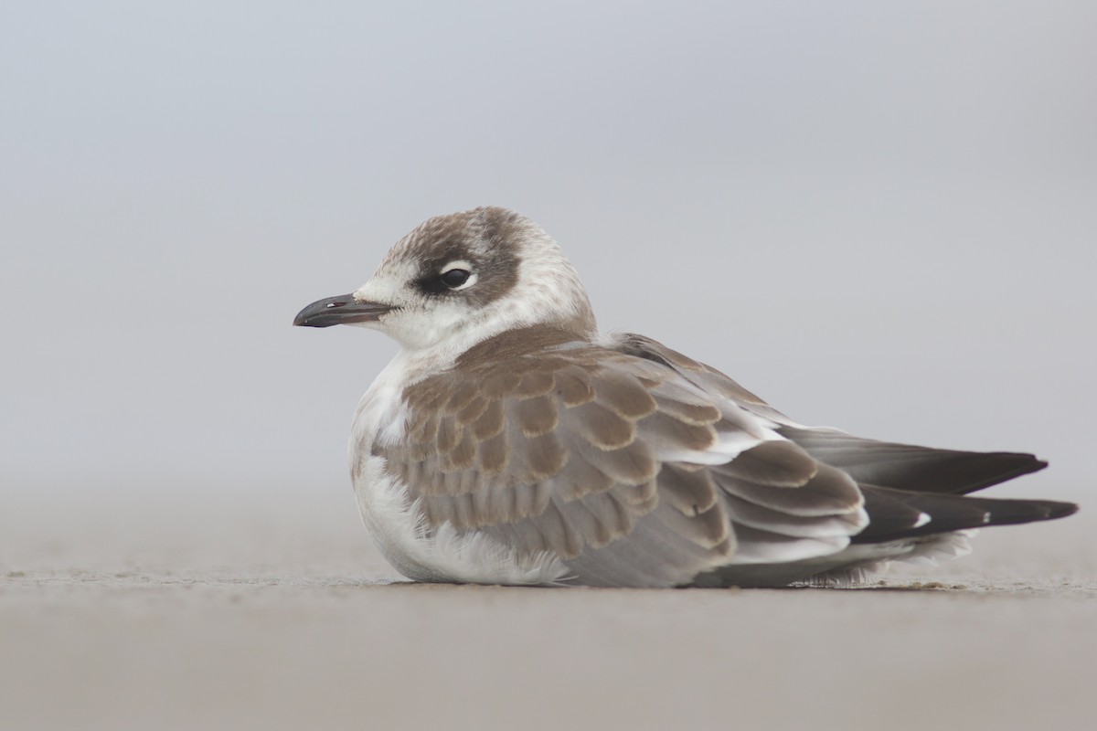 Franklin's Gull - ML471036361