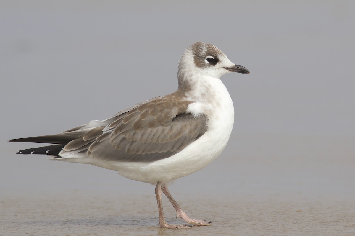 Franklin's Gull - ML471036371