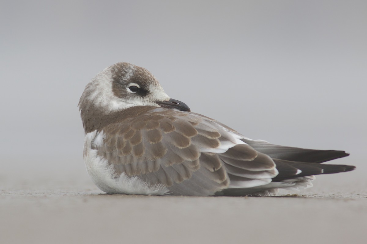 Franklin's Gull - Nathan Dubrow