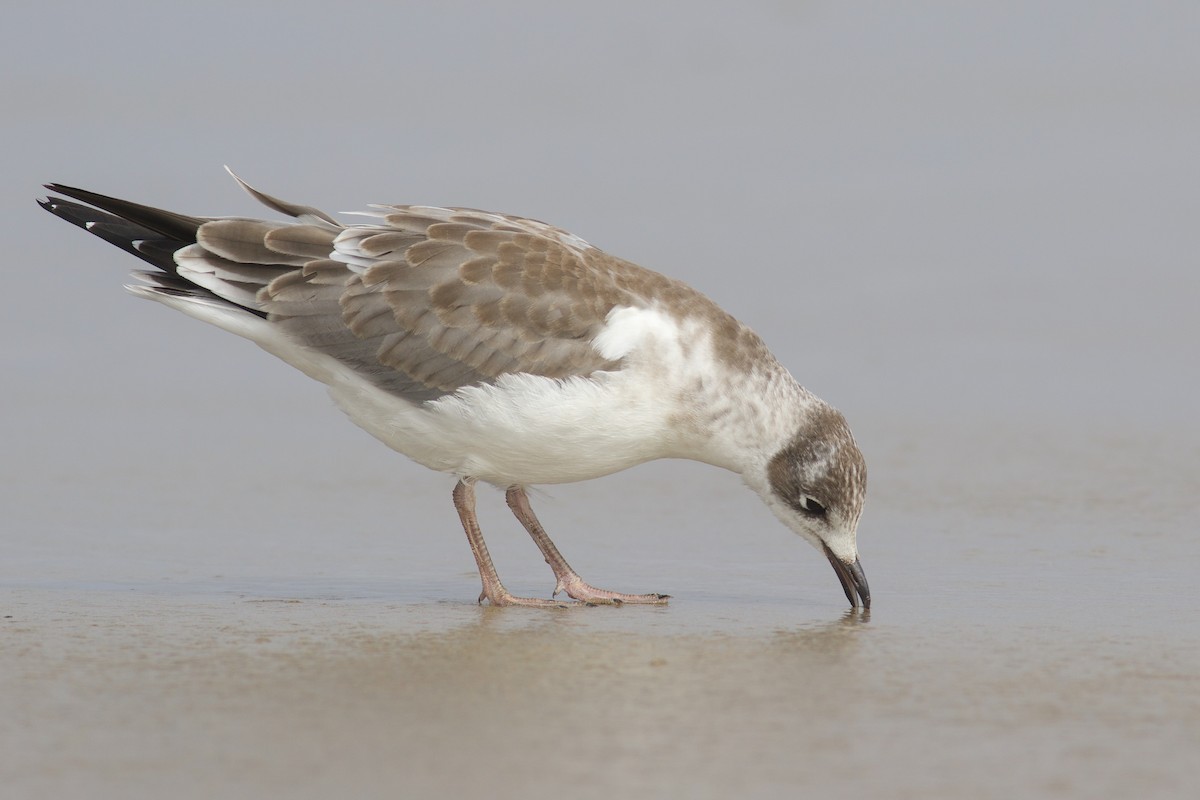 Franklin's Gull - Nathan Dubrow
