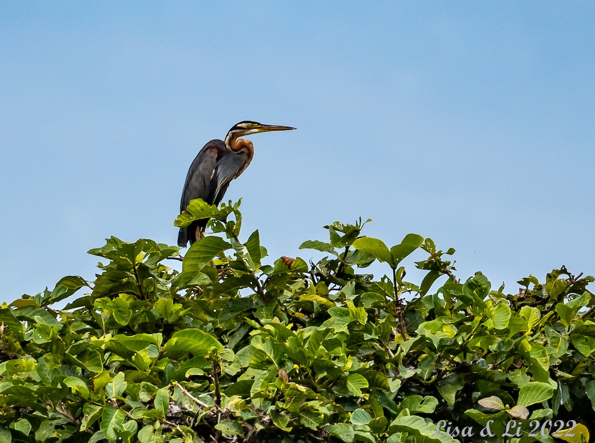 Purple Heron - Lisa & Li Li