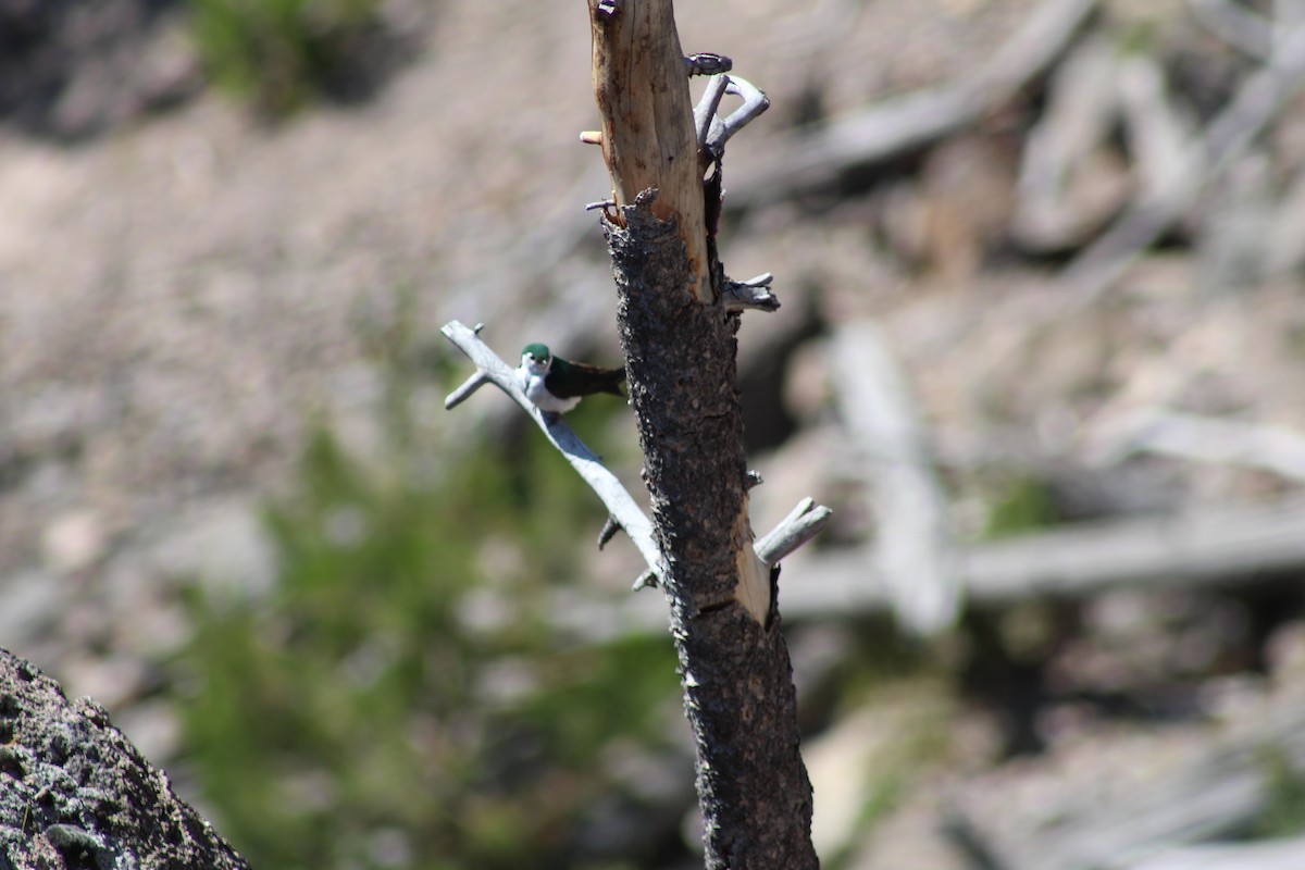 Violet-green Swallow - ML471037621