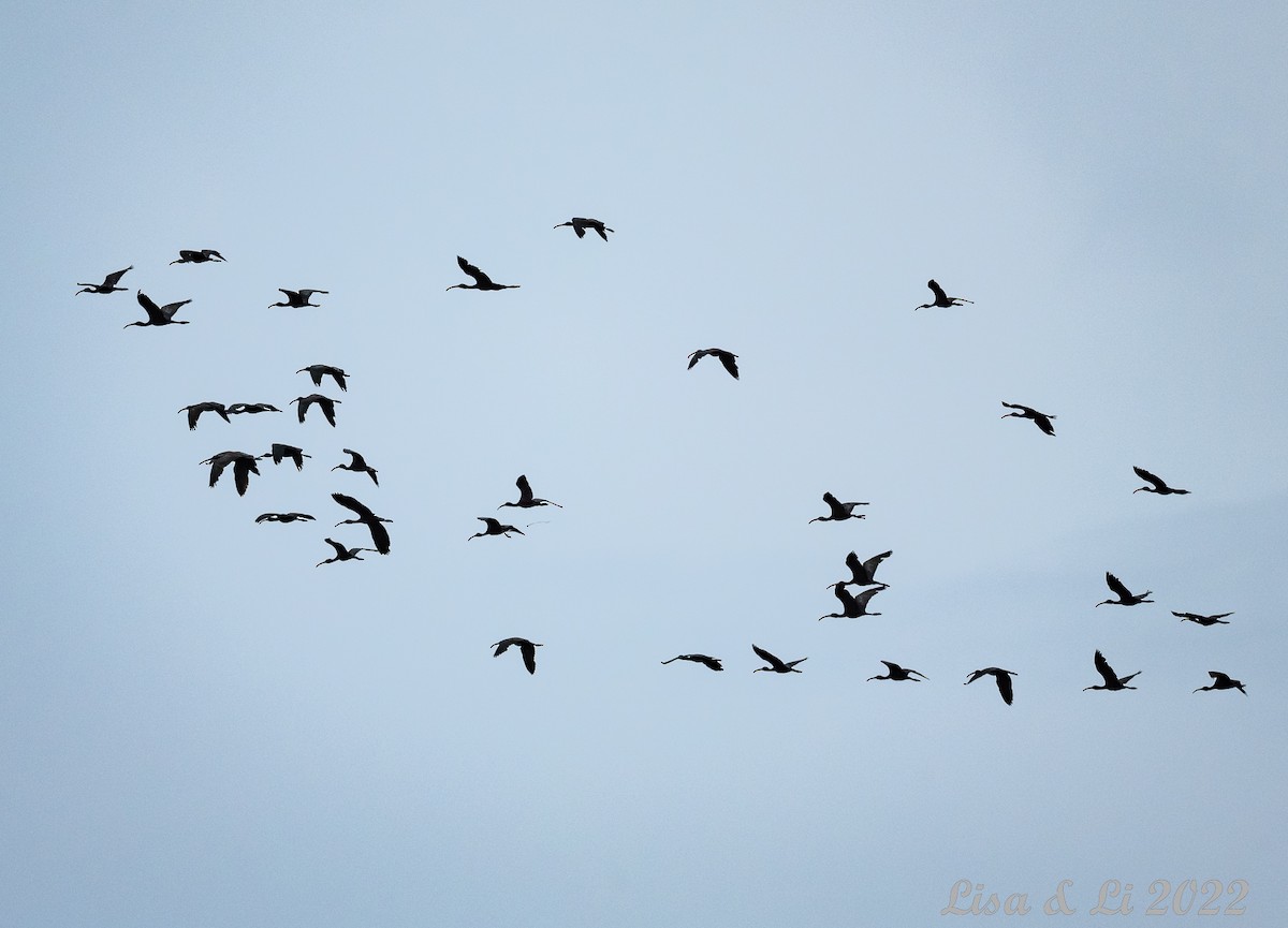 Glossy Ibis - ML471037651