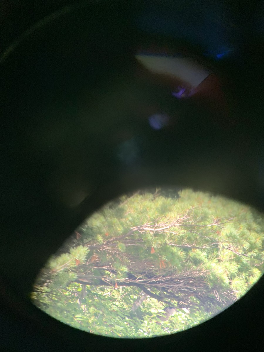 Black-crowned Night Heron - ML471037681