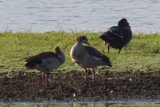 Egyptian Goose - ML471037741