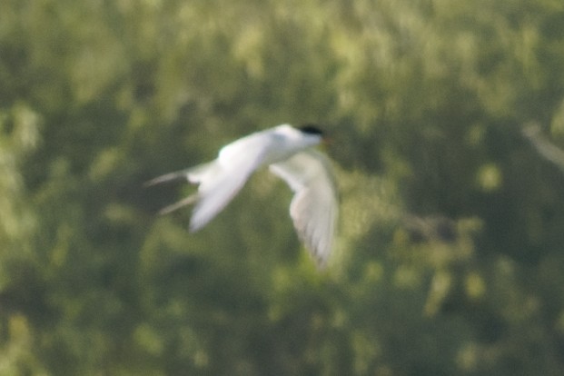 Forster's Tern - ML471037761