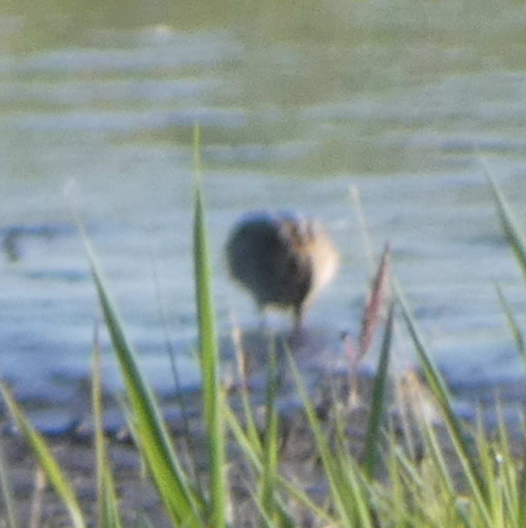 Wilson's Snipe - ML471038781