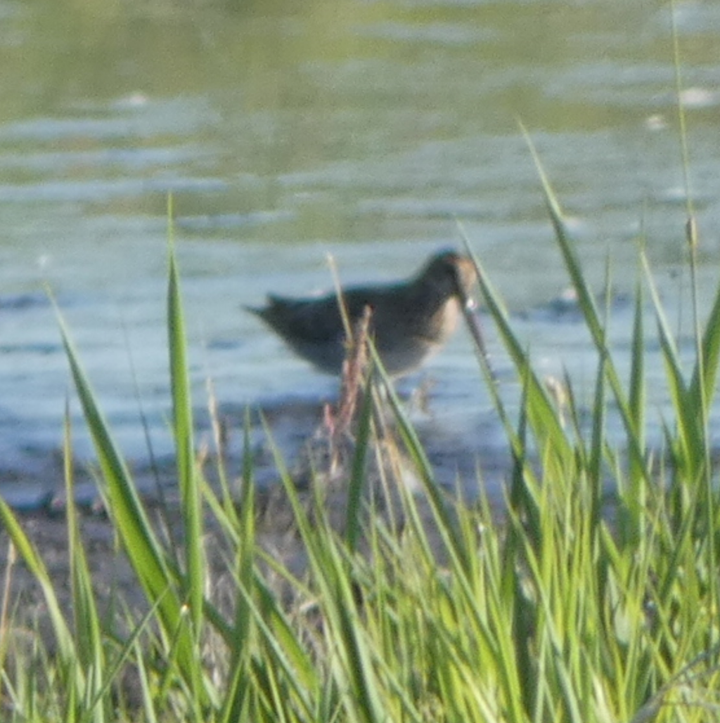 Wilson's Snipe - Peter Wynnyk