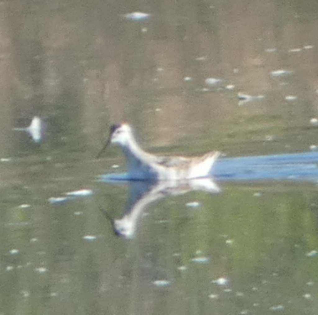 Wilson's Phalarope - ML471039021