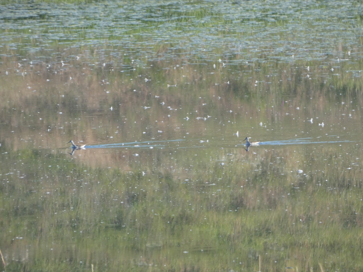 hvithalesvømmesnipe - ML471039081