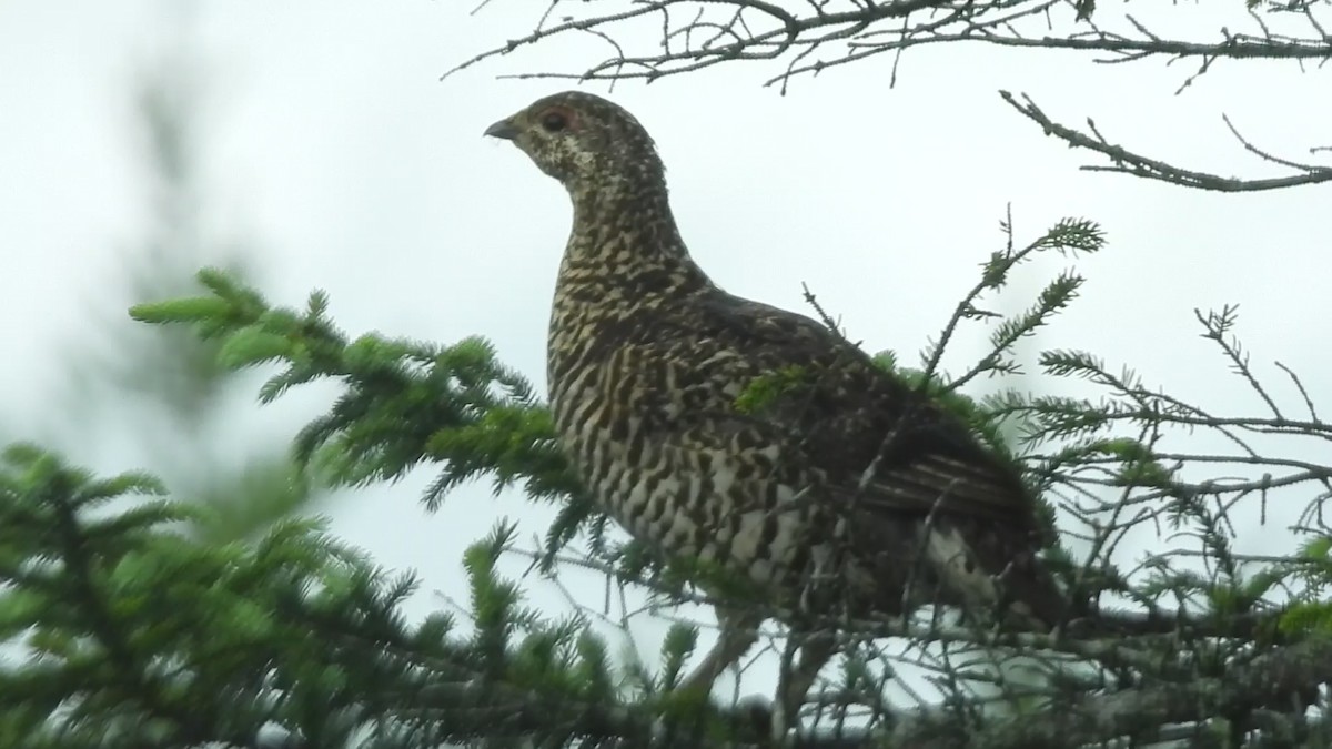 Spruce Grouse - ML471039491