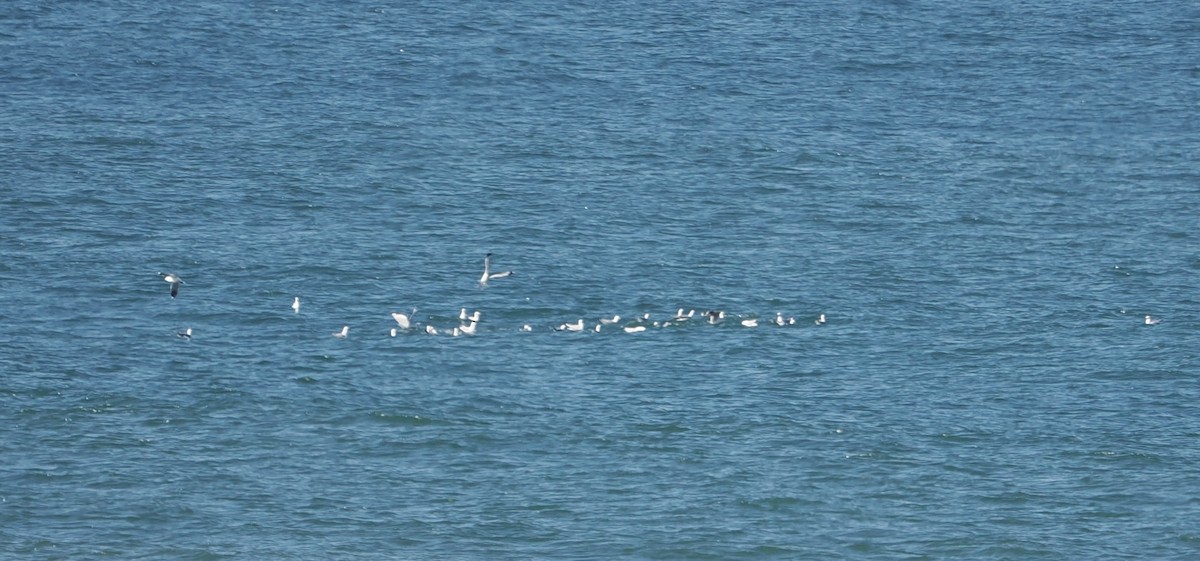 Mouette argentée - ML471040951