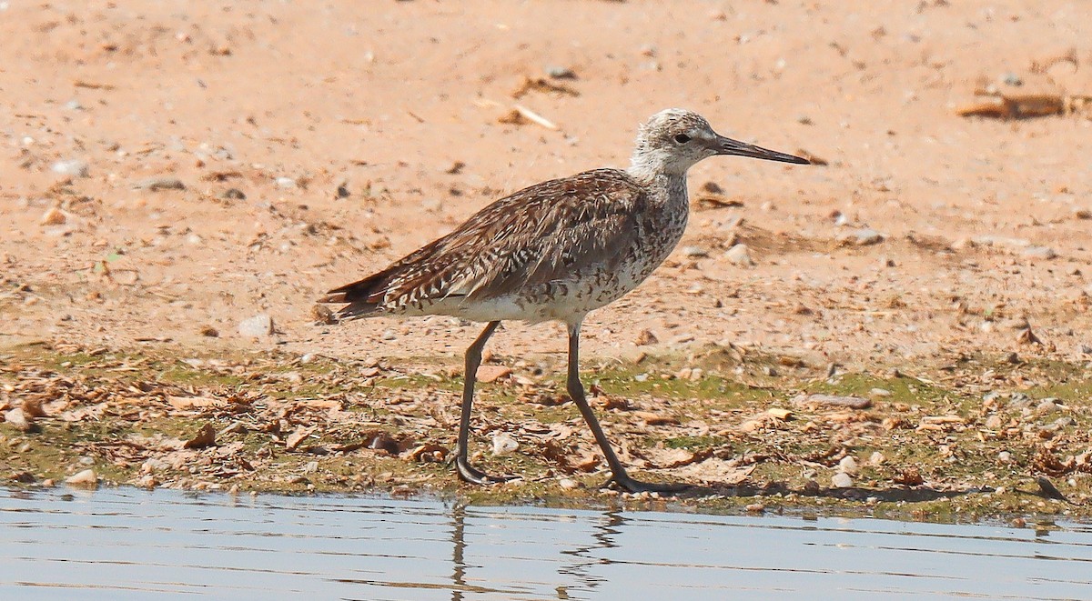 Willet - ML471043321