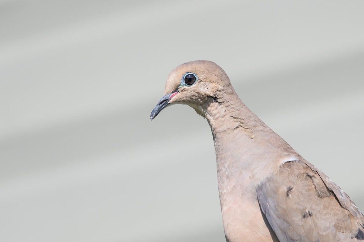 Mourning Dove - ML471046651