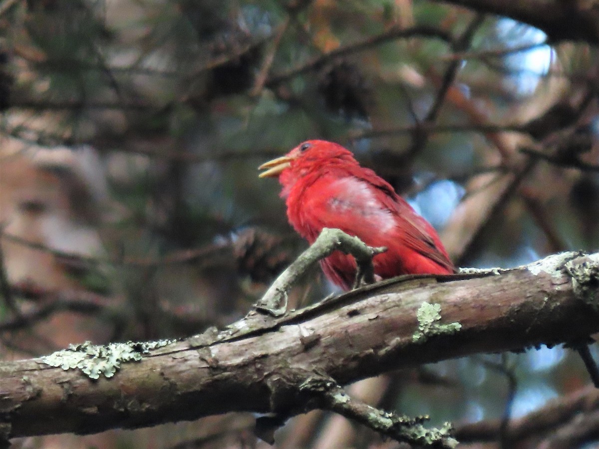 Summer Tanager - ML471047281