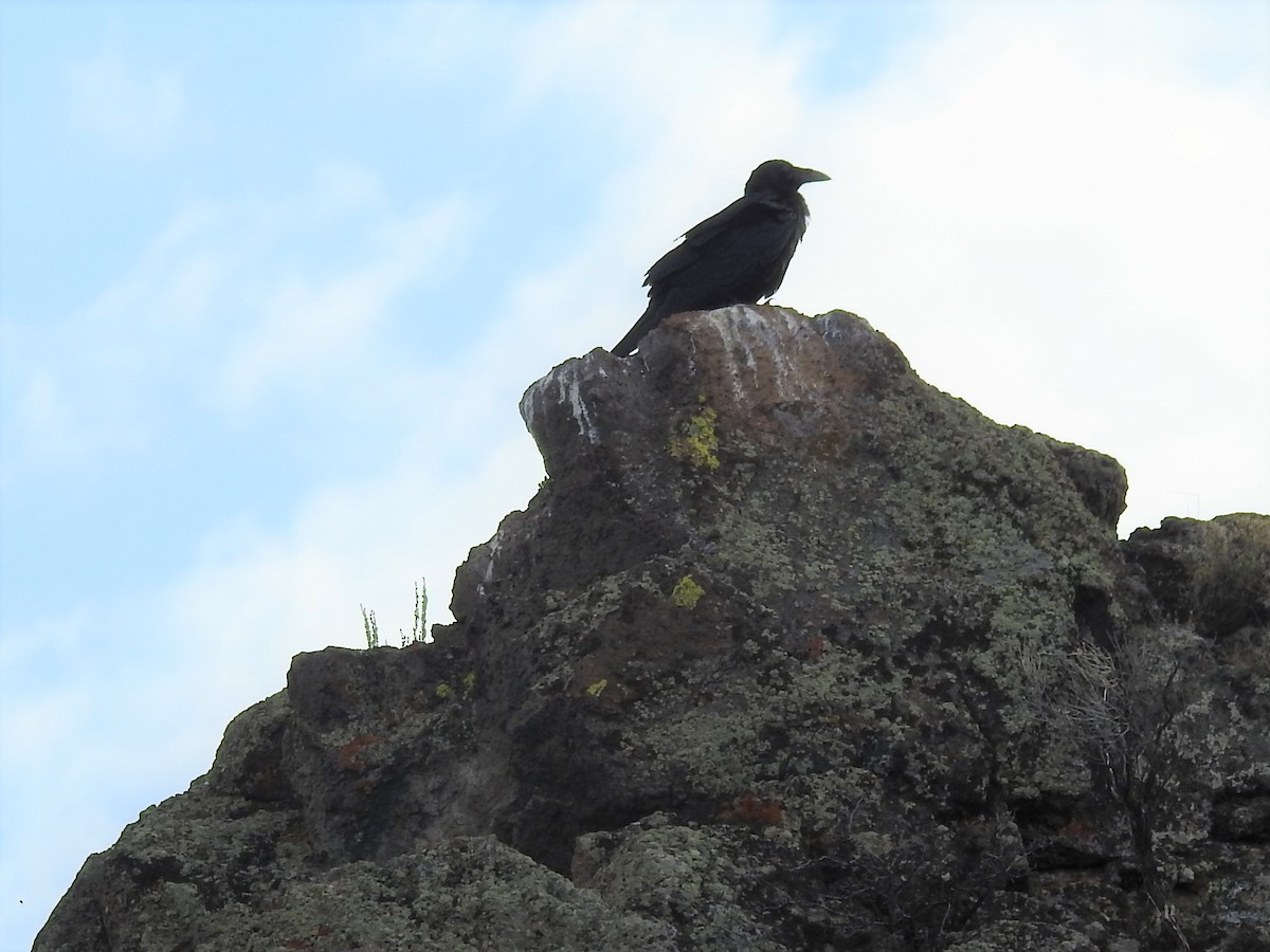 Common Raven - ML471047881