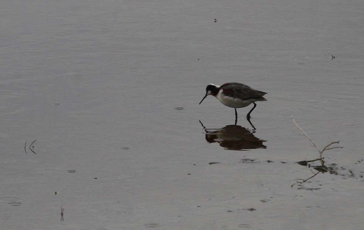 hvithalesvømmesnipe - ML471047981