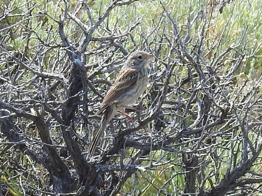 Vesper Sparrow - ML471048811