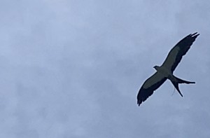Swallow-tailed Kite - ML471048991