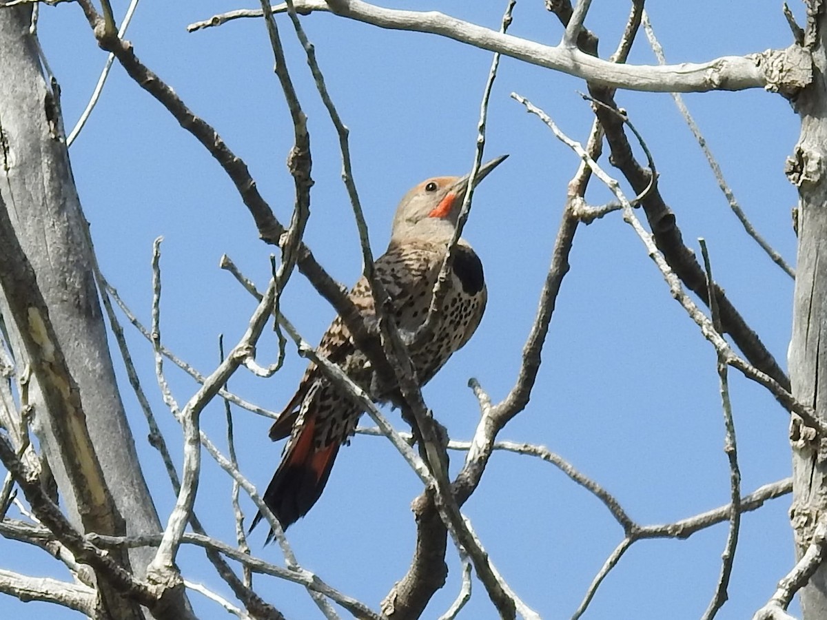 Northern Flicker (Red-shafted) - Erik Bergman