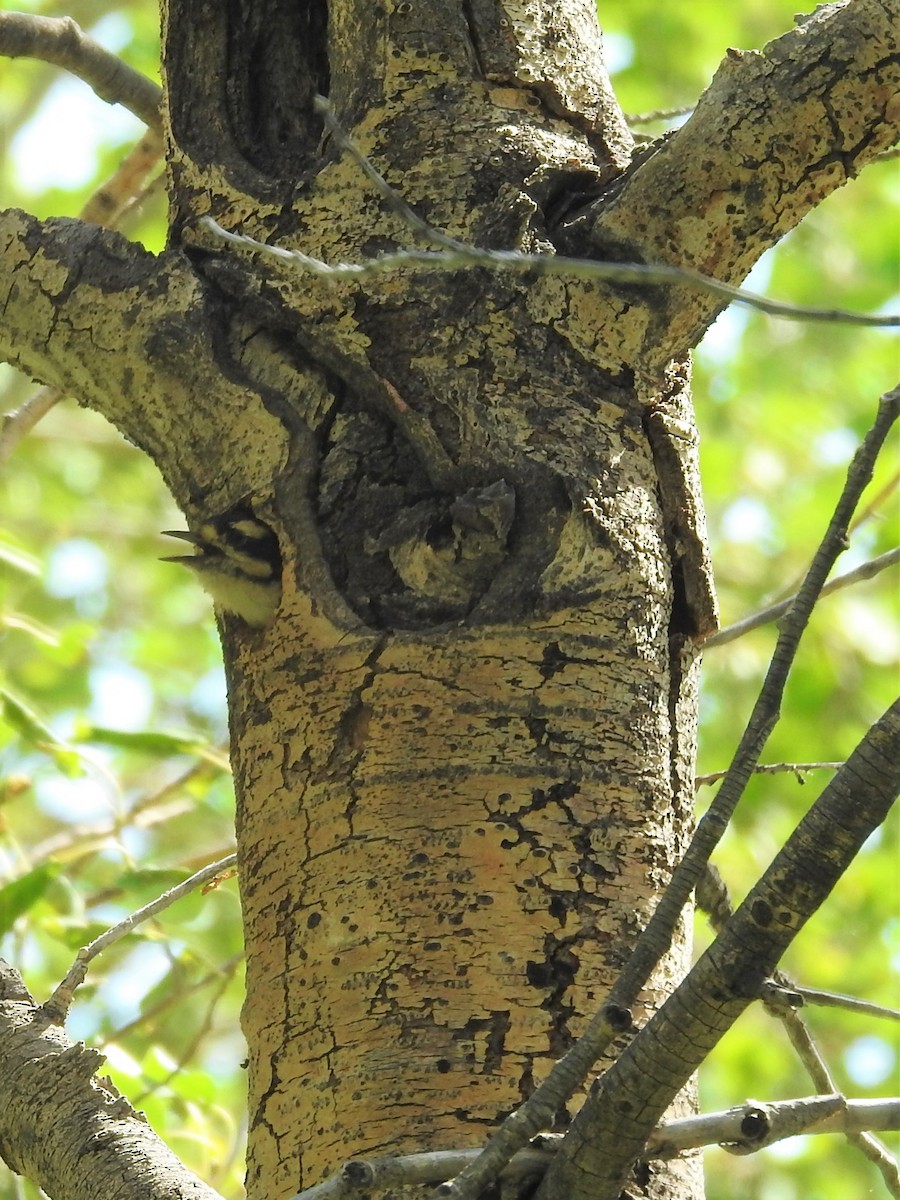 Downy Woodpecker - ML471049361