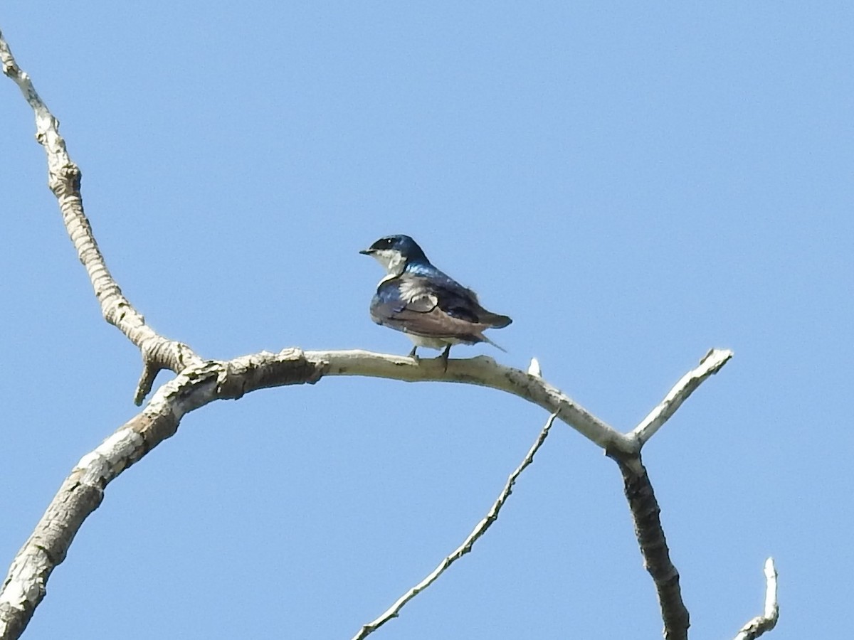 Golondrina Bicolor - ML471049501