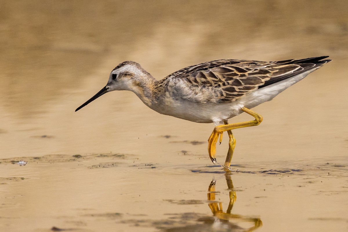 Phalarope de Wilson - ML471050251