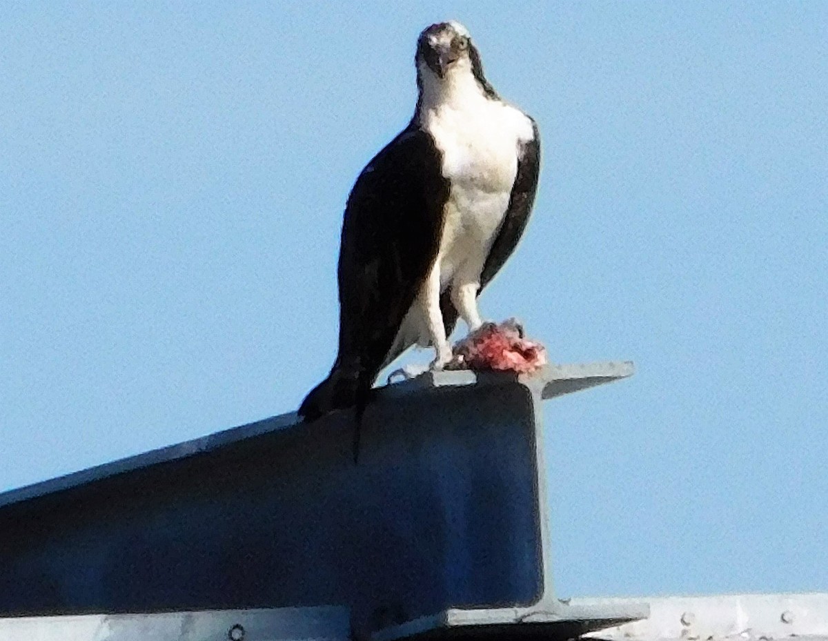 Águila Pescadora - ML471051191