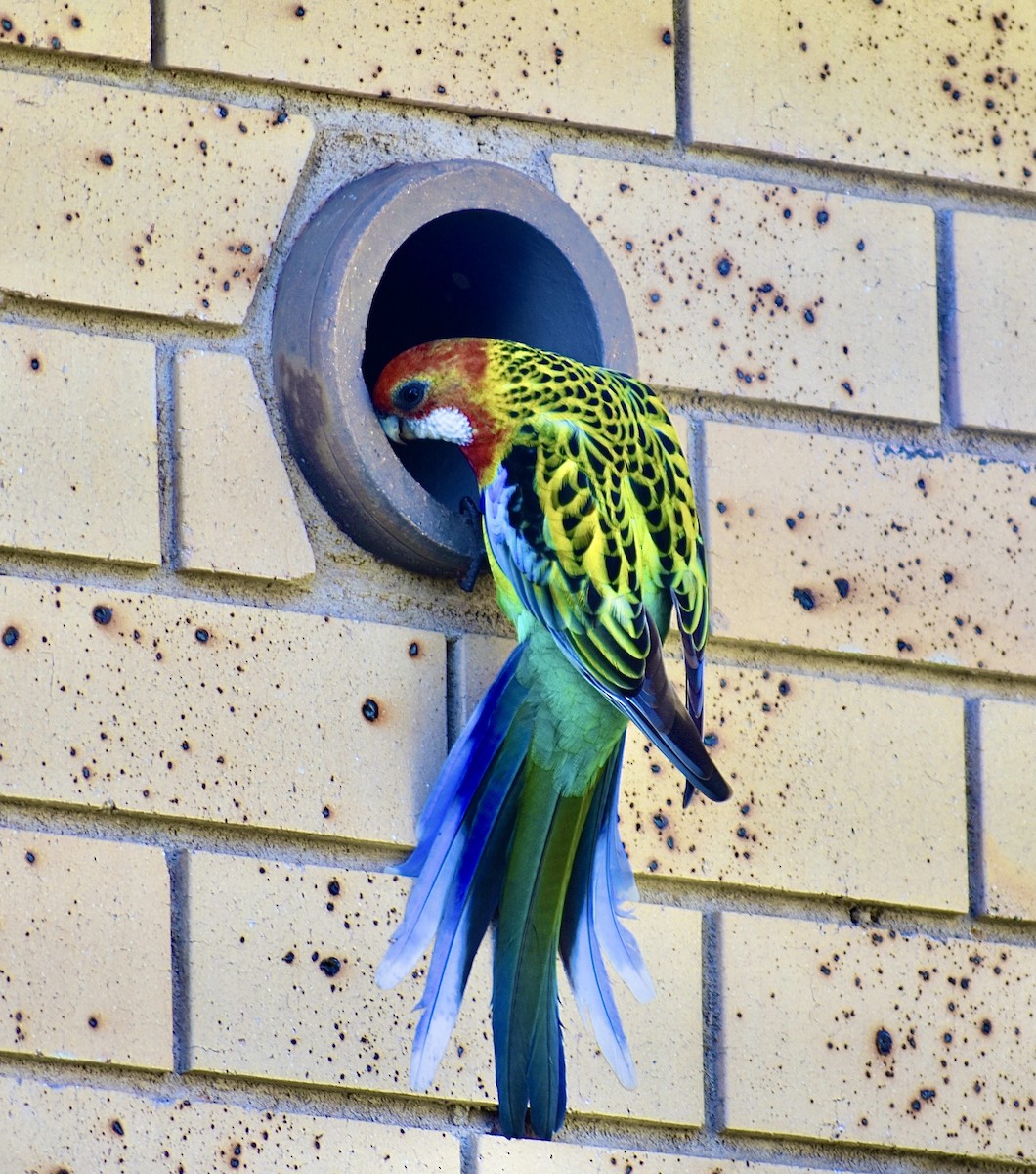 Eastern Rosella - ML471051461