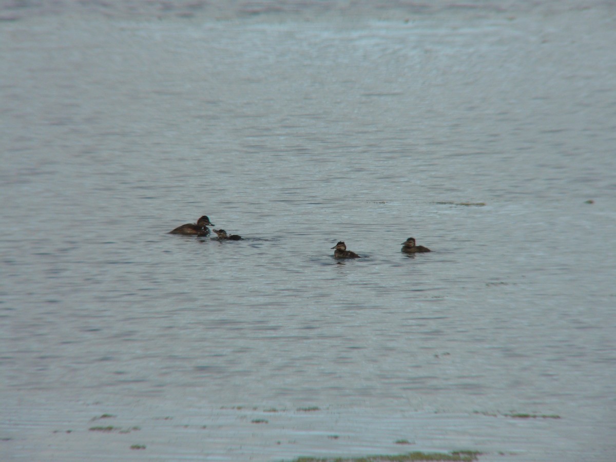 Ruddy Duck - ML471051471